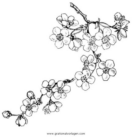 Рисование ветки цветущей Сакуры"