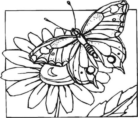 Бабочка для выжигания