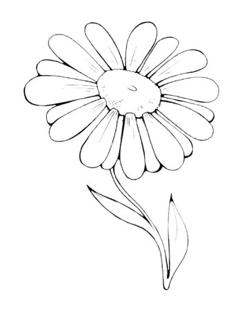 Ромашка раскраска для детей