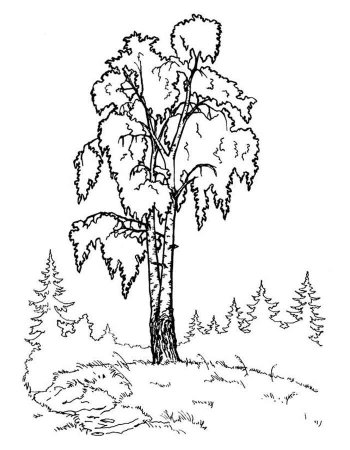 Стилизованные березы