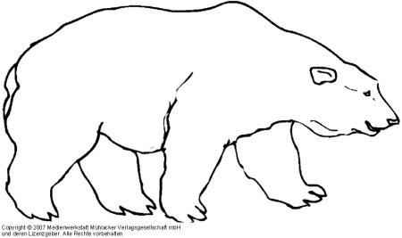 Белый медведь контур