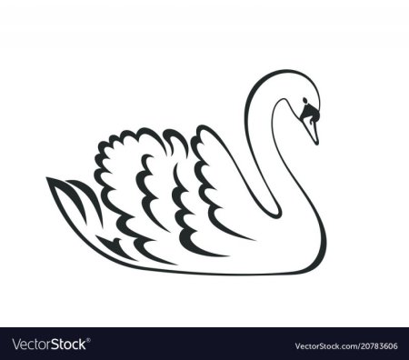 Лебедь контур