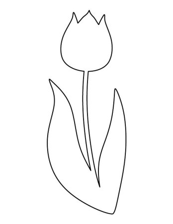 Тюльпан Шренка