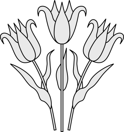 Тюльпан Шренка