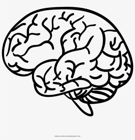 Головной мозг контур