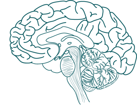 Мозг рисунок