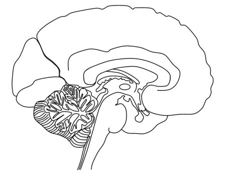 Человеческий мозг рисунок