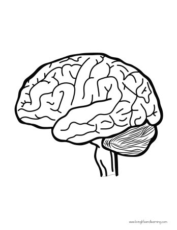 Головной мозг раскраска