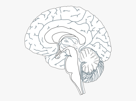 Мозг трафарет