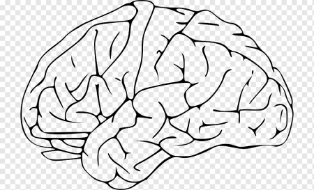 Головной мозг раскраска