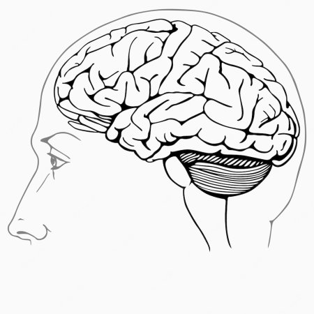 Головной мозг человека рисунок