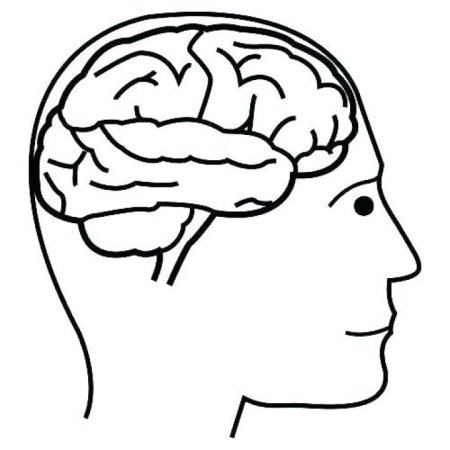 Головной мозг строение черно белое