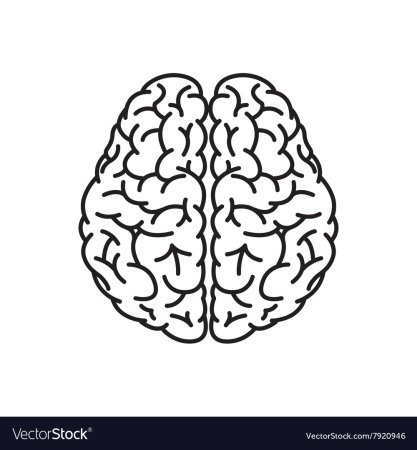 Головной мозг трафарет