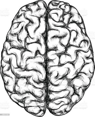 Мозг раскраска