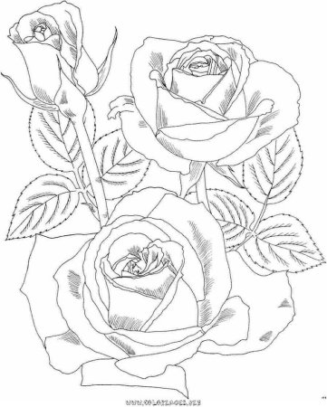 Роза раскраска
