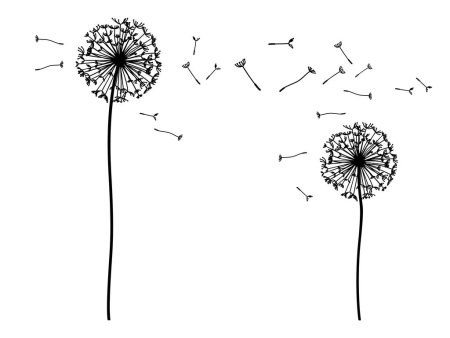 Одуванчик на белом фоне