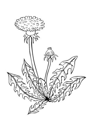 Лекарственные растения раскраска