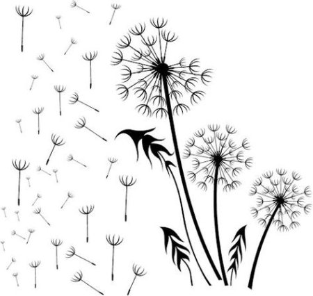 Схематичное изображение одуванчика
