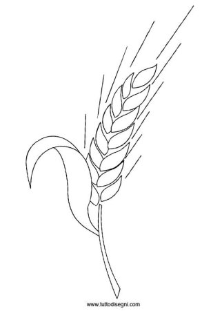 Колосок пшеницы раскраска