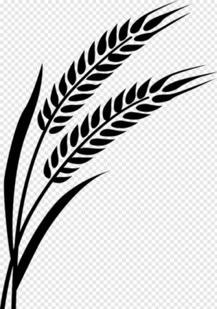 Трафарет колосок пшеницы