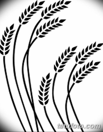 Тату колосок пшеницы