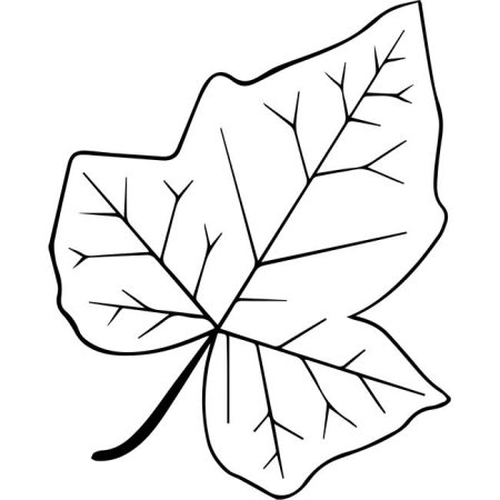 Контуры осенних листьев для детей
