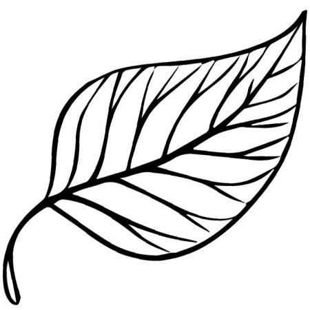 Листья клена и каштана