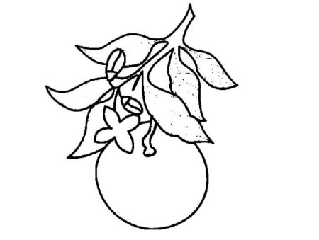 Мандарин раскраска