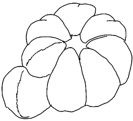 Апельсин раскраска