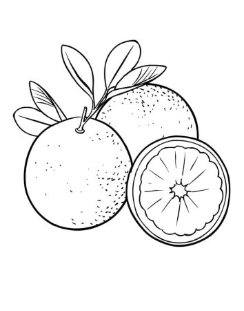 Мандарин раскраска