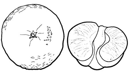 Шаблон апельсин черно белый