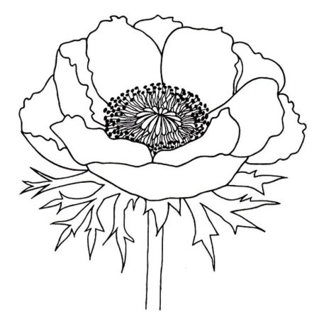 Мак раскраска
