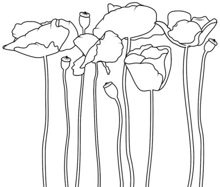 Маки раскраска