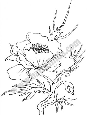 Мак раскраска для детей