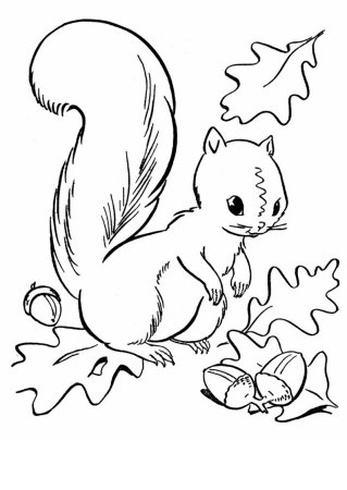 Раскраска Ёжик