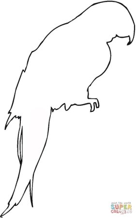 Раскраска попугай