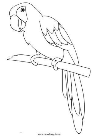 Ожереловый попугай раскраска