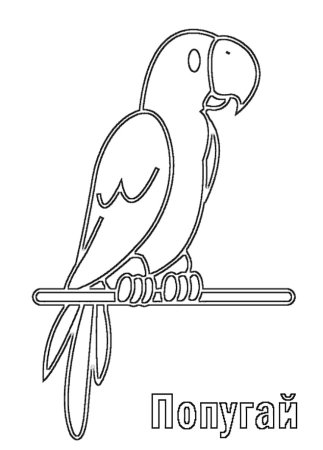 Попугай ара раскраска