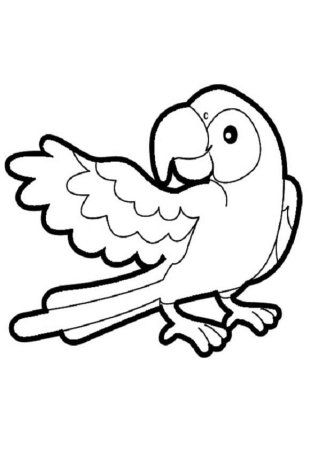 Попугай шаблон