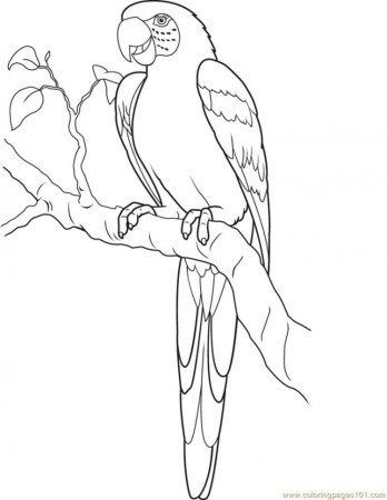 Попугай трафарет