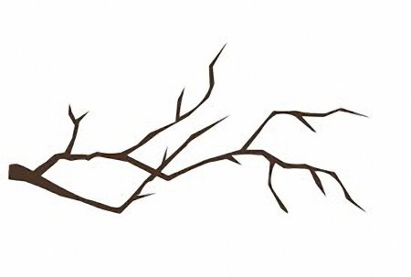 Ветка сосны карандашом