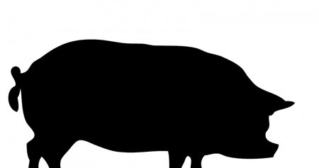 Раскраска свинья для детей 3-4 лет