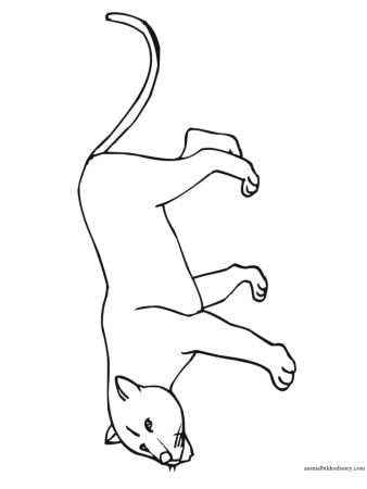 Пантера раскраска для детей