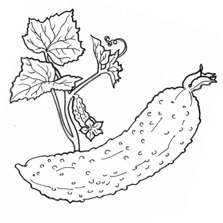 Огурец раскраска для детей