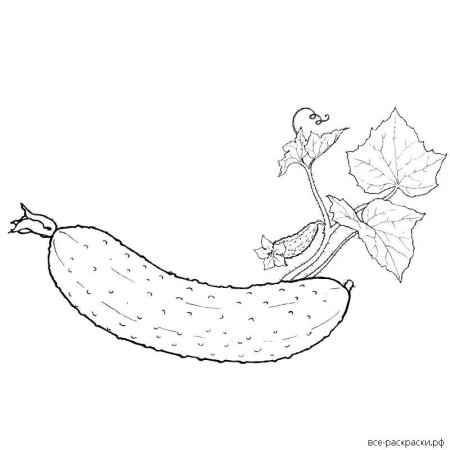 Огурец раскраска для детей