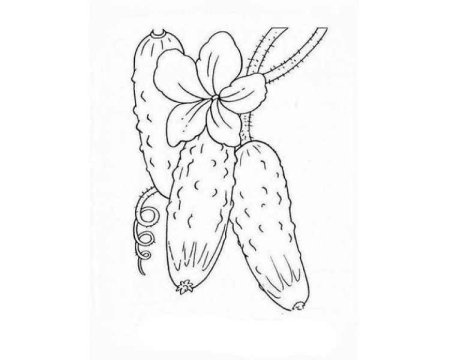 Огурец раскраска для детей