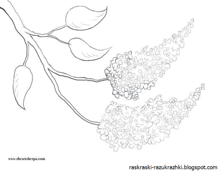 Сирень раскраска