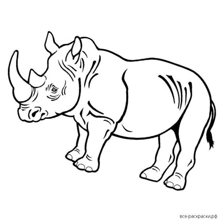 Суматранский носорог раскраска