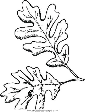 Лист дуба рисунок