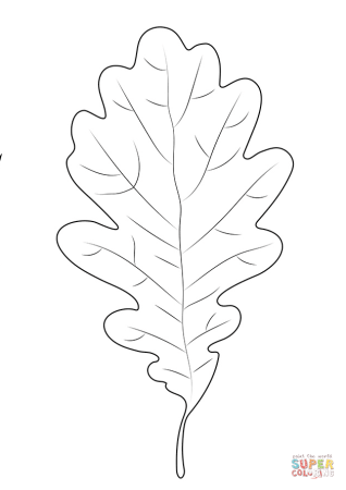 Дубовые листья разукрашка
